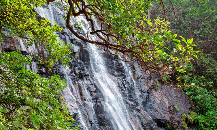 bee-falls-img